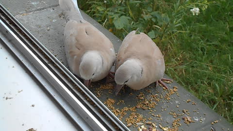 Baby Ringneck Dove Siblings, Weetbix & Muesli Having a Birdseed Breakfast...