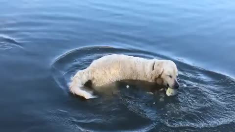 Smart Golden Retriever Catches FISH using BREAD as a BAIT