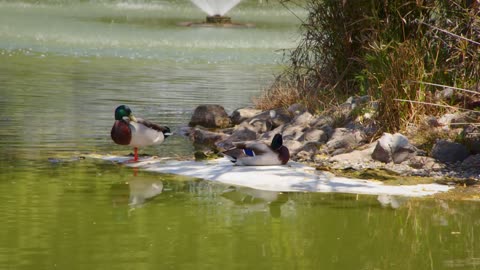 Animal Ducks Near The Lake Water
