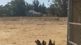 Army of Chickens Follow After Food