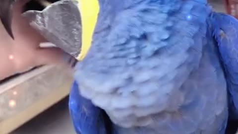 Parrot Care Guide in Under A Minute