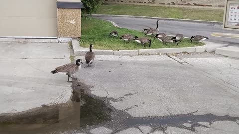 Urban Animals ~ Canadian Geese at Tim Hortons and Drive Thru ~ Goose Drinks from Puddle