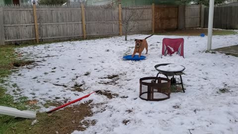 Sweet Dog Goes Sledding