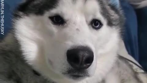 Proof That Siberian Huskies Are The Most Stubborn Dog Breed