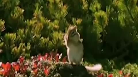 Beatboxing Chipmunk