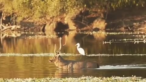 Wildlife from close view with different perspective.