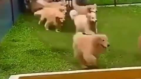 Group of Dogs Take Over Swimming Pool Funny Animals