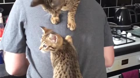 Kittens Climb Their Mom as They Couldn't Wait for Food
