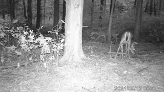 Trail cam of a 5 point giving a doe the horns