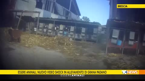 Essere Animali, nuovo video shock in allevamento di grana Padano