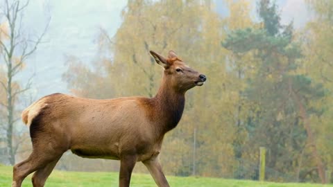 An Elk, Walking