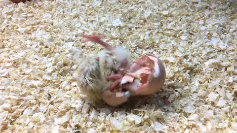 Baby chicken freshly hatched from egg