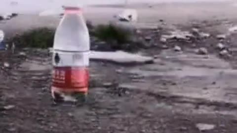 Funny Wise Bird Meme Video drinks water from a bottle