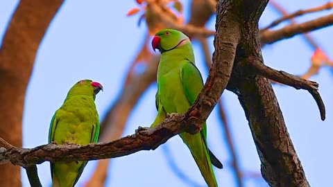 Parrots | Beautiful Scene | Nature