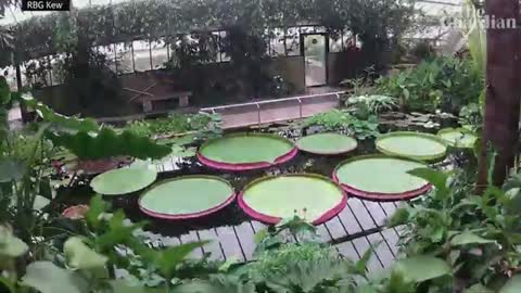 Time-lapse of the world's largest waterlily species discovered at London's Kew G