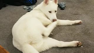 Confused pup attacks his own foot
