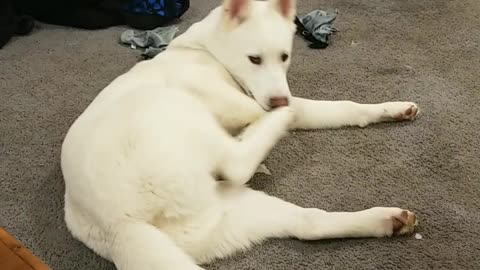 Confused pup attacks his own foot