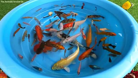 Betta koi pleco snail crap fish goldfish angelfish animalsvideo