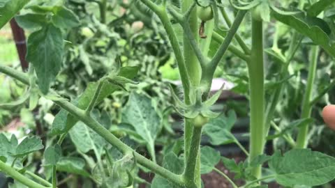 Tomato Growing Tips