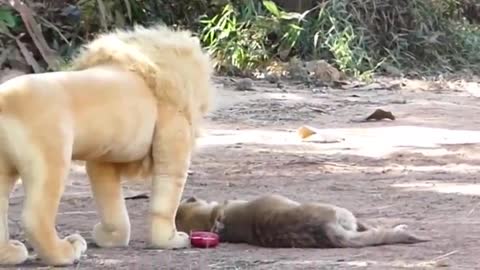 Troll Prank Dog Funny fake Lion and Fake Tiger Prank To dog