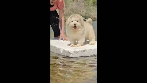 Super funny little dog surfing video