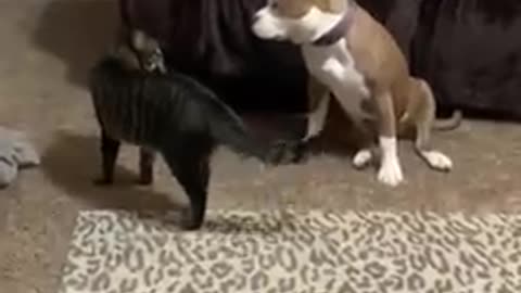 Funny cat and Pit bull are playing together | 2021