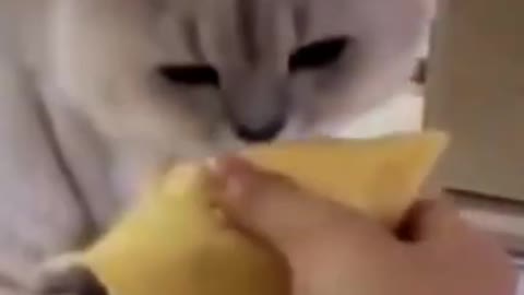 Cute cat sniffing