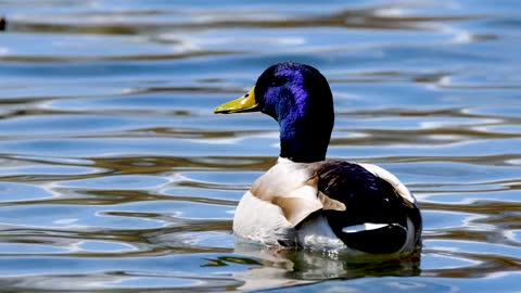 duck-water-bird-plumage-lake