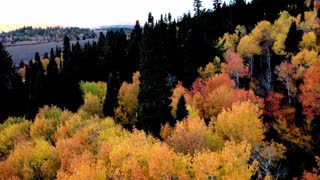 Autumn Leaves in Utah