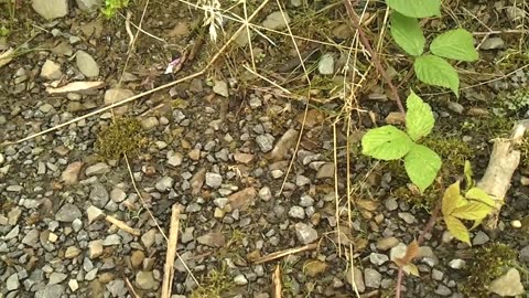 Bees drink water from a spring that comes out of the ground