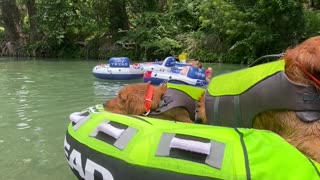 Golden Retrievers Travel Down River in Style