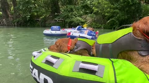 Golden Retrievers Travel Down River in Style