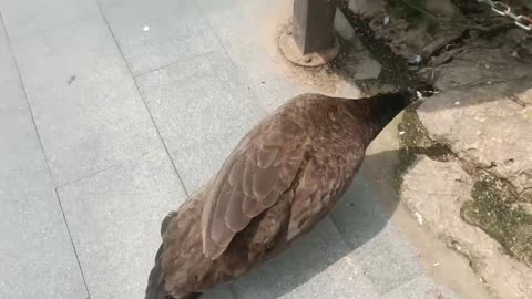 This peacock is injured, and the white dove takes care of it!