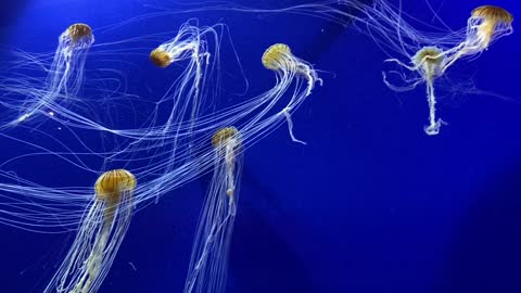 Jelly fish swimming 😍