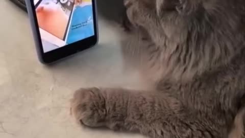 enjoy the cat with mobile phone