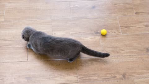 Cute and little scotish fold kitten playing with a red laser dot in the house. Top view