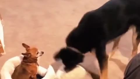 Funny dog video😂😂