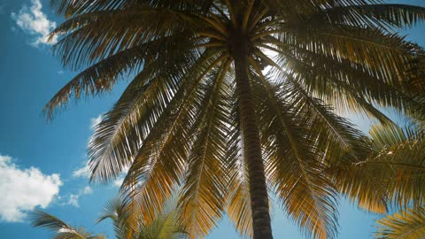 Palm tree on a sunny day