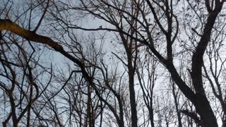 Hundreds of Birds Gathering in my Yard