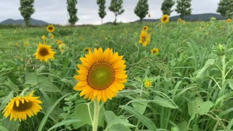 a field of sunflowers