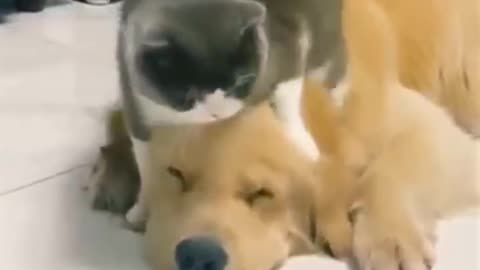 Cat and dog frindship || cat and dog lovely video