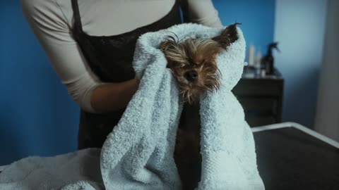 Small pets grooming tutorial for better 🐶🐩🚿🛁✂️🧸