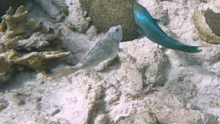 Redtail Parrotfish