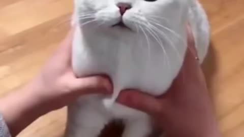 Cute cat 🥰 | 44 million views on YouTube | AWW SOO CUTE😍