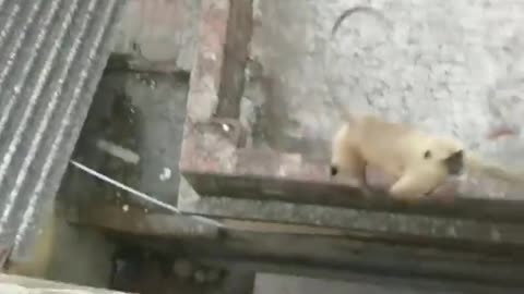 Heartwarming Encounter: Indian Monkey Mom and Baby Approaching for a Delightful Treat
