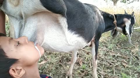 Oh my god!hungry village boy drink raw milk from goat breast, best ever goat milk drinking...