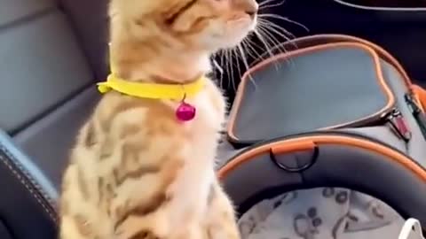 Cat playing funny video