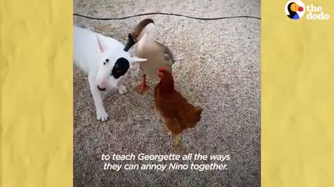 Rescued Tiny Gosling Thinks This Bull Terrier Is Her Mom - The Dodo Odd Couples