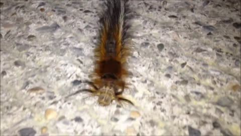 Hairy Chinese Caterpillar