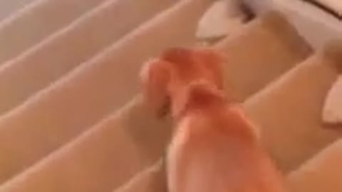 cute puppy slides down stairs